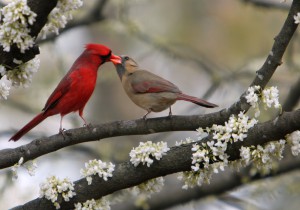 Cardinals alt